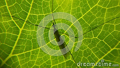 A gree leaf and a mosquito Stock Photo