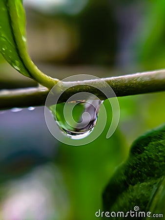 gree leaves plant rain water droping,in indian village garden plant rain water drop image Stock Photo