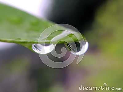 gree leaves plant rain water droping,in indian village garden plant rain water drop image Stock Photo