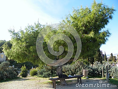 Greece, Athens, Kerameikos Cemetery, tree and bench for rest Stock Photo