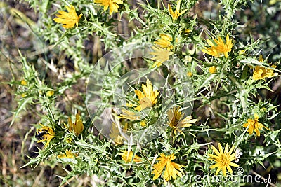 Greece, Botany, Golden Thistle Stock Photo