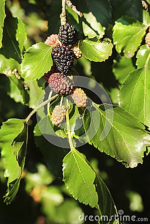 Greece, Botany Stock Photo