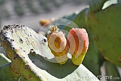 Greece, Crete Island, prickly pear cactus Stock Photo