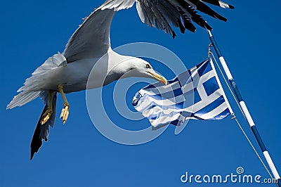 Greece flag with seagull Stock Photo