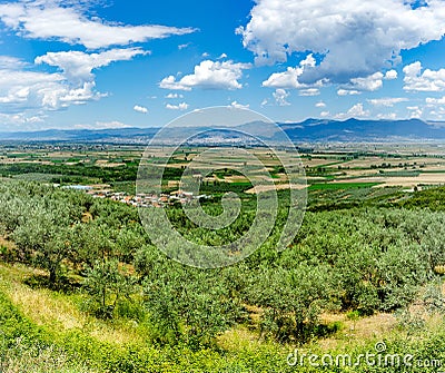 Greece, May. Olive fields near Lamia Stock Photo