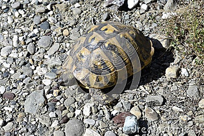 Greece, Mediterranean tortoise Stock Photo