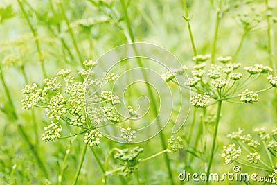 Greed grass in a dew. Close up shot with selective focus Stock Photo