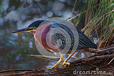 Green Heron Profile Stock Photo