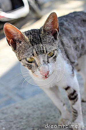 Greek Feral Kitten Stock Photo