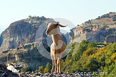 Greek goats roam free on the rugged rock formations of Meteora with the Monasteries in the background Stock Photo