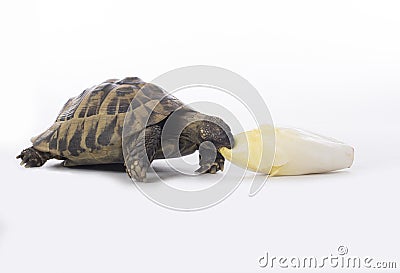 Greek land tortoise, Testudo Hermanni, eating chicory, white stu Stock Photo