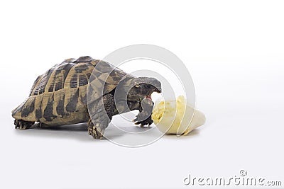 Greek land tortoise, Testudo Hermanni, eating chicory, white studio background Stock Photo