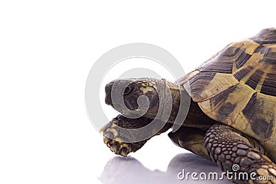 Greek land tortoise, Testudo Hermanni Stock Photo