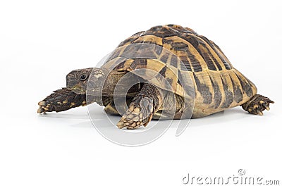 Greek land tortoise, Testudo Hermanni Stock Photo