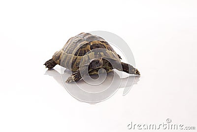Greek land tortoise Testudo Hermanni on shiny white floor Stock Photo