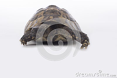 Greek land tortoise, Testudo Hermanni, white studio background Stock Photo