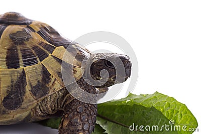 Greek land tortoise, Testudo Hermanni, white studio background Stock Photo