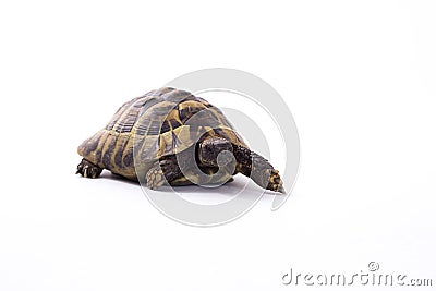 Greek land tortoise, Testudo Hermanni, white studio background Stock Photo