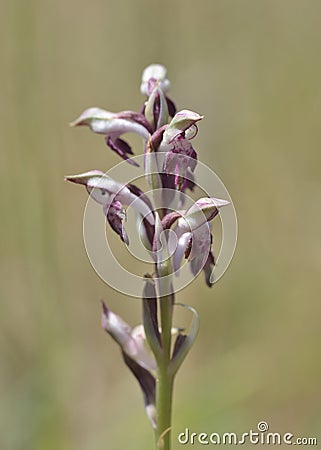 Anacamptis fragrans, Crete Stock Photo