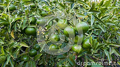 Greek oranges. Stock Photo