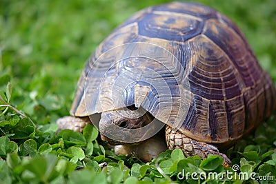 Greek tortoise in clover Stock Photo