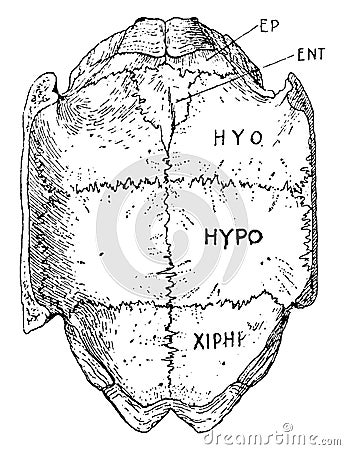 Greek Tortoise Plastron, vintage illustration Vector Illustration
