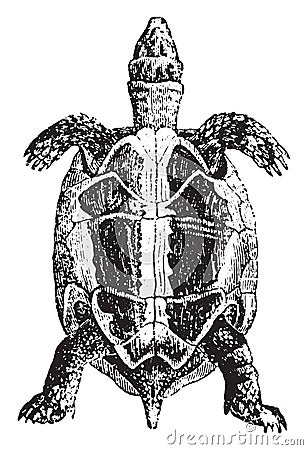 Greek tortoise or spur-thighed tortoise, vintage engraving Vector Illustration