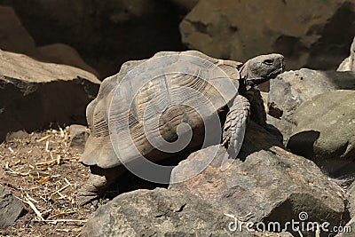 Greek tortoise (Testudo graeca). Stock Photo