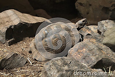 Greek tortoise (Testudo graeca). Stock Photo