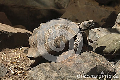 Greek tortoise (Testudo graeca). Stock Photo