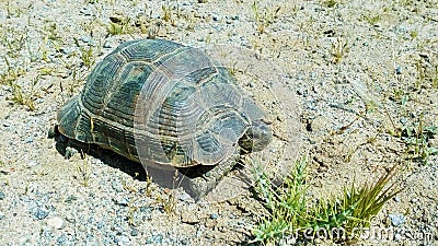 The Greek tortoise , Testudo graeca ibera Stock Photo