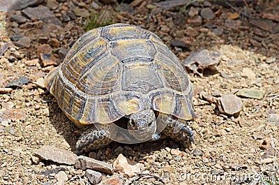 The Greek tortoise , Testudo graeca ibera Stock Photo