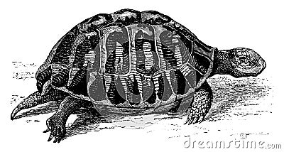Greek tortoise, vintage engraving Vector Illustration