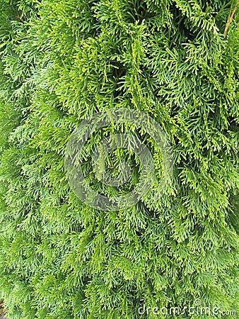 Green abstract background with branches thuja Stock Photo