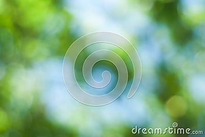 Green Abstract Defocused Natural Background of out of Focus Green TreesBlue Sky Brunch Bokeh Summer Park Stock Photo