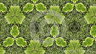 Green abstract macro pattern Stock Photo
