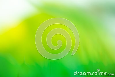 Green abstract spring background. Spring time bokeh nature view Stock Photo