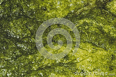 Green abstract textured background - Foamy seaweed in the sea Stock Photo