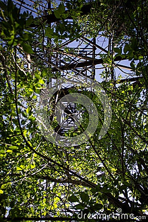 Green acacia bushes inside a metal power line support Stock Photo