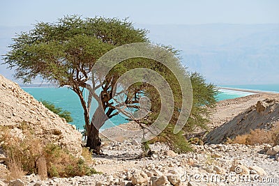 Live acacia tree at Dead Sea. Stock Photo