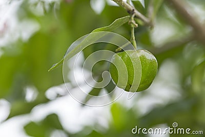 Green acerola cherry on tree Stock Photo