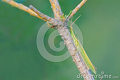 Acrida cinerea Stock Photo