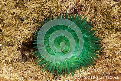 Green actinia Stock Photo