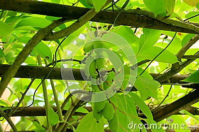 Green actinidia berries hang on the branches of the climbing plant Stock Photo