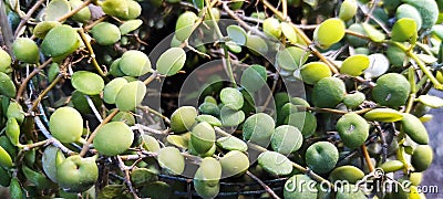 Green adn small plant in bucket Stock Photo