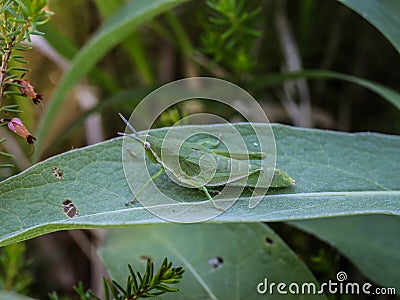 Green adult female of endemic locust Pyrgomorphella serbica Stock Photo