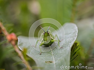 Green adult female of endemic locust Pyrgomorphella serbica Stock Photo