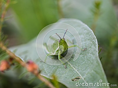 Green adult female of endemic locust Pyrgomorphella serbica Stock Photo