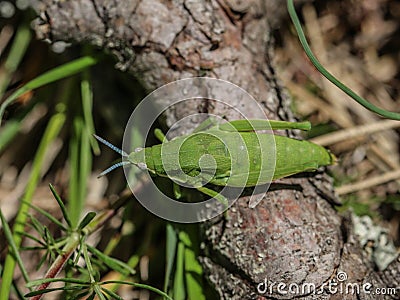 Green adult female of endemic locust Pyrgomorphella serbica Stock Photo