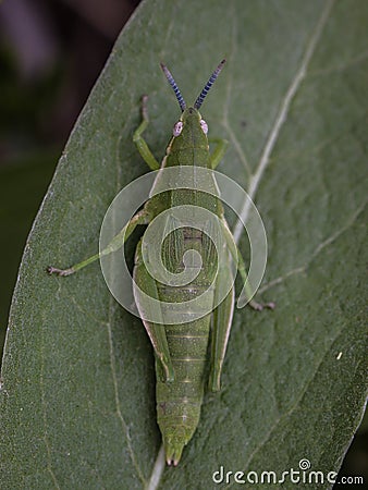 Green adult female of endemic locust Pyrgomorphella serbica Stock Photo